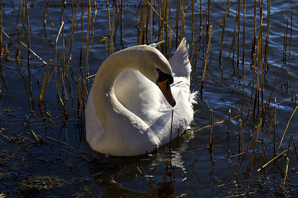 Mute Swan amongst the reeds Picture Board by Jim Jones