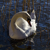 Buy canvas prints of Mute Swan amongst the reeds by Jim Jones