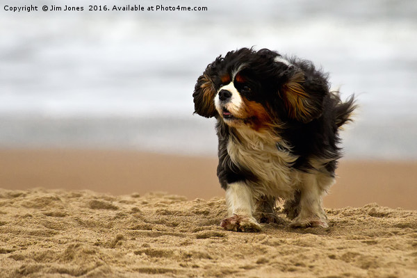 Little dog, windy beach Picture Board by Jim Jones