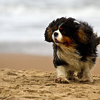 Buy canvas prints of Little dog, windy beach by Jim Jones