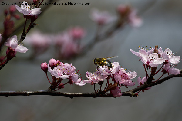 Bee, blossom and promise of spring Framed Print by Jim Jones