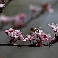 Buy canvas prints of Bee, blossom and promise of spring by Jim Jones
