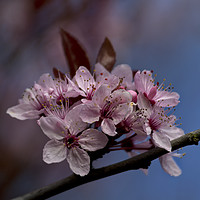 Buy canvas prints of Pastel shades of Spring by Jim Jones