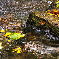 Buy canvas prints of Clear water and autumn leaves by Jim Jones