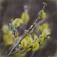 Buy canvas prints of Smudged Pussy Willow by Jim Jones