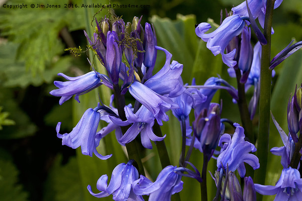 English Bluebells Picture Board by Jim Jones