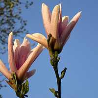 Buy canvas prints of Blue sky and magnolia by Jim Jones