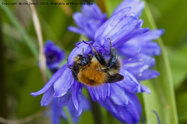 Bumblebee and Bluebells Picture Board by Jim Jones