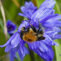Buy canvas prints of Bumblebee and Bluebells by Jim Jones
