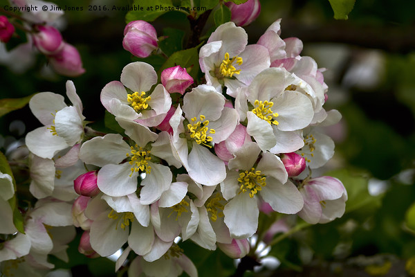 Apple Blossom Time Picture Board by Jim Jones