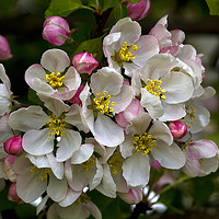 Buy canvas prints of Apple Blossom Time by Jim Jones