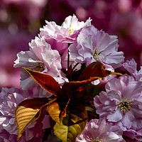 Buy canvas prints of Copper Leaves and Cherry Blossom by Jim Jones