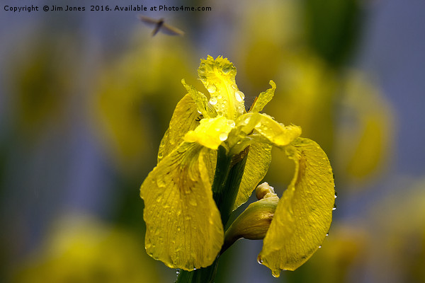 Yellow Iris in the rain Picture Board by Jim Jones