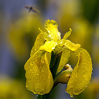 Buy canvas prints of Yellow Iris in the rain by Jim Jones