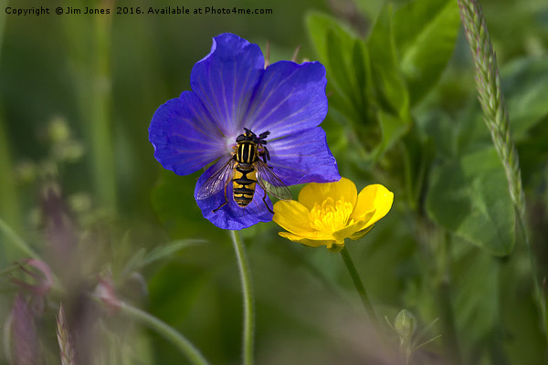 Cranesbill, buttercup and wasp Picture Board by Jim Jones