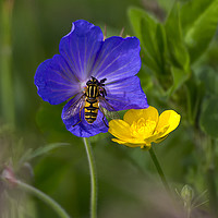 Buy canvas prints of Cranesbill, buttercup and wasp by Jim Jones