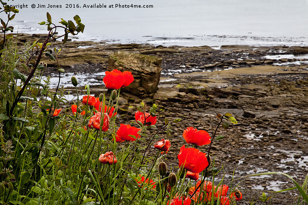 Coastal Poppies Picture Board by Jim Jones