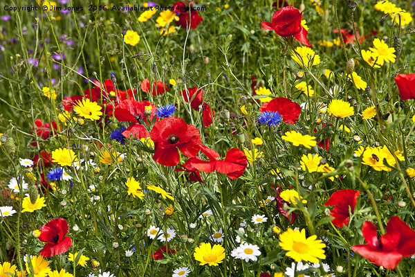Colourful Wild Flowers Picture Board by Jim Jones