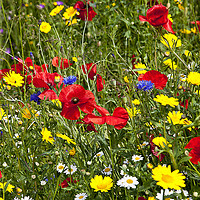 Buy canvas prints of Colourful Wild Flowers by Jim Jones