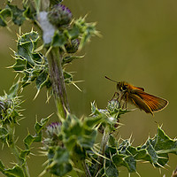 Buy canvas prints of Butterfly on thistle by Jim Jones