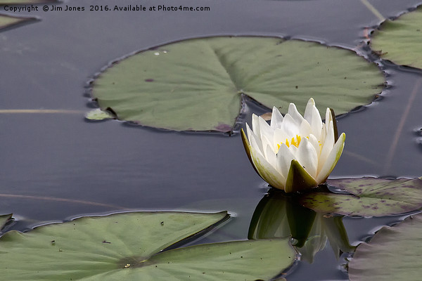 Water Lily Picture Board by Jim Jones