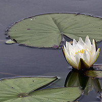 Buy canvas prints of Water Lily by Jim Jones