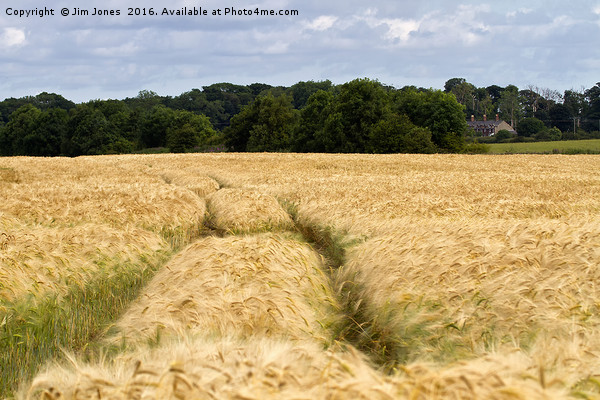 Golden Barley Field Picture Board by Jim Jones