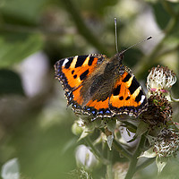 Buy canvas prints of Butterfly on bramble flower by Jim Jones