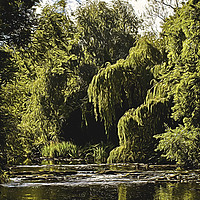 Buy canvas prints of Artistic Weeping Willows and Water by Jim Jones