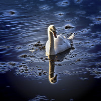 Buy canvas prints of Stylized Swan by Jim Jones