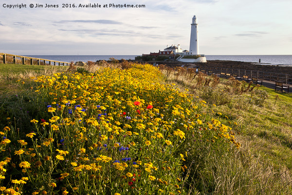 Wild flowers and St Mary's Island Picture Board by Jim Jones