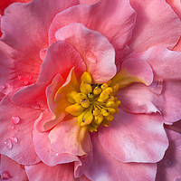 Buy canvas prints of Blooming Beautiful Begionia by Jim Jones