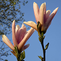 Buy canvas prints of Magnolia against a blue sky by Jim Jones