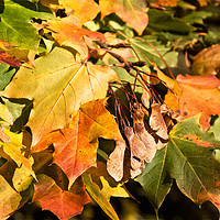 Buy canvas prints of Autumn Colours by Jim Jones