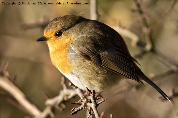 Robin Red Breast Picture Board by Jim Jones