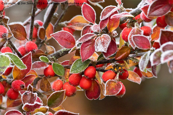 Frosted Berries Picture Board by Jim Jones