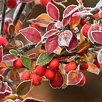 Buy canvas prints of Frosted Berries by Jim Jones