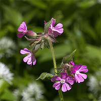 Buy canvas prints of Square cropped Red Campion by Jim Jones