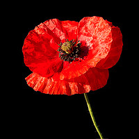 Buy canvas prints of Remembrance Poppy by Jim Jones