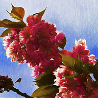 Buy canvas prints of Pretty in pink by Jim Jones