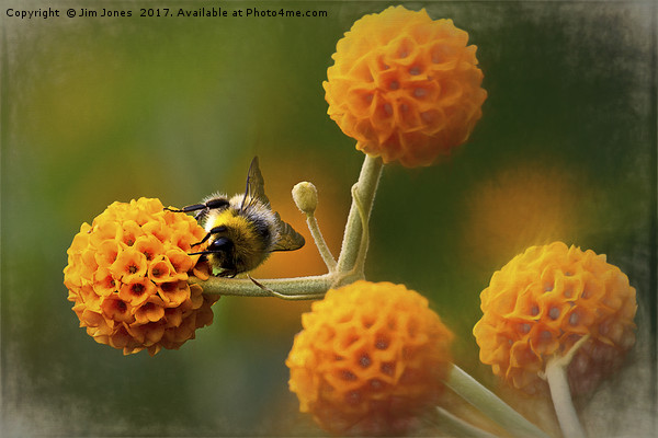 Busy bee on buddleia Picture Board by Jim Jones