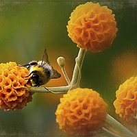 Buy canvas prints of Busy bee on buddleia by Jim Jones