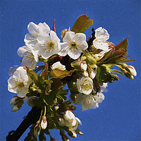 Buy canvas prints of Artistic Hawthorne Blossom by Jim Jones