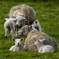 Buy canvas prints of Spring lambs by Jim Jones