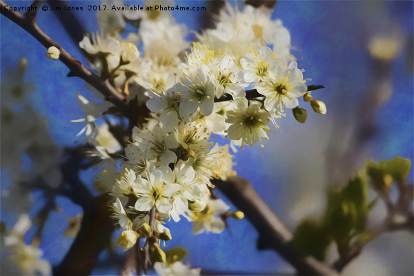Artistic Hawthorne Blossom Picture Board by Jim Jones