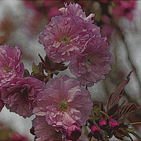 Buy canvas prints of Artistic Cherry Blossom by Jim Jones