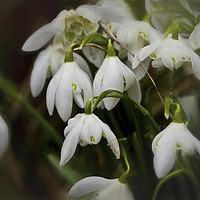 Buy canvas prints of Simply Smudged Snowdrops by Jim Jones