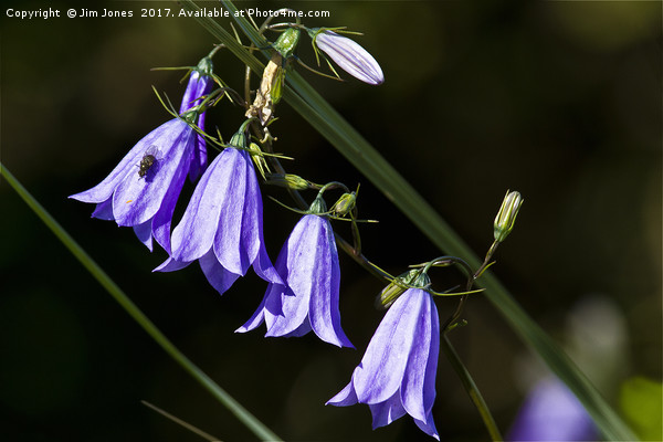 Peal of Harebells Picture Board by Jim Jones