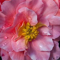 Buy canvas prints of Blooming Beautiful Begonia by Jim Jones