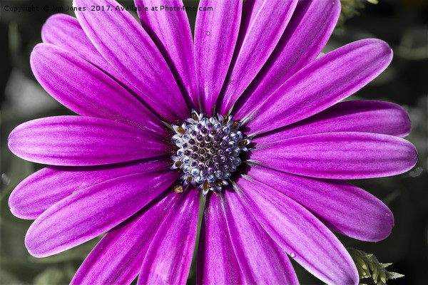 Purple Daisy Picture Board by Jim Jones